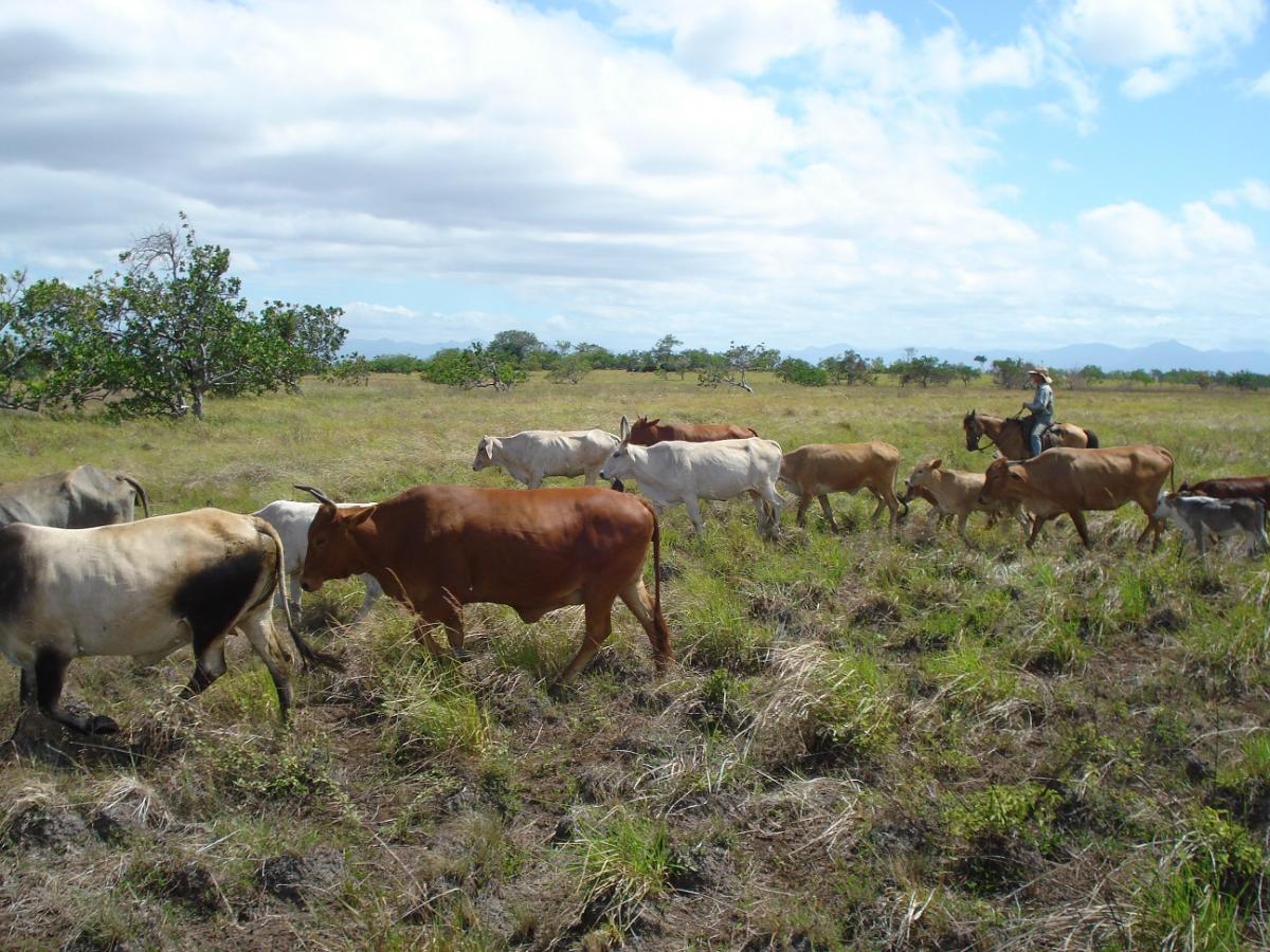 Amazon Ranch Project